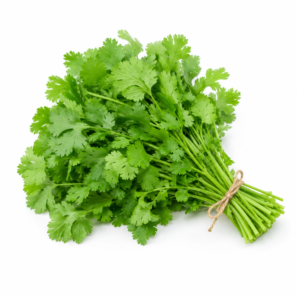 Fresh Coriander Bunch Each