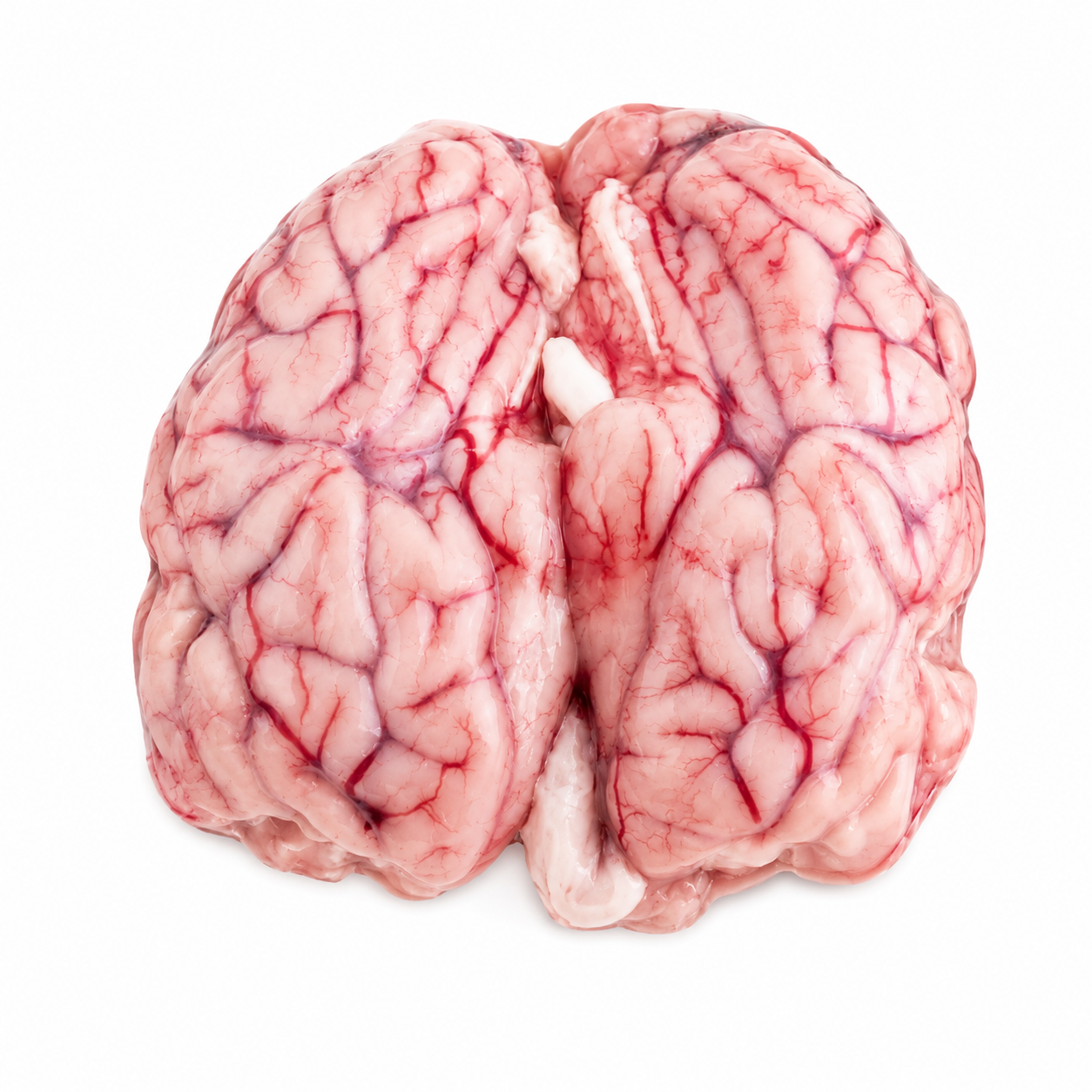 Halal Fresh Lamb Brain (Single Pack)
