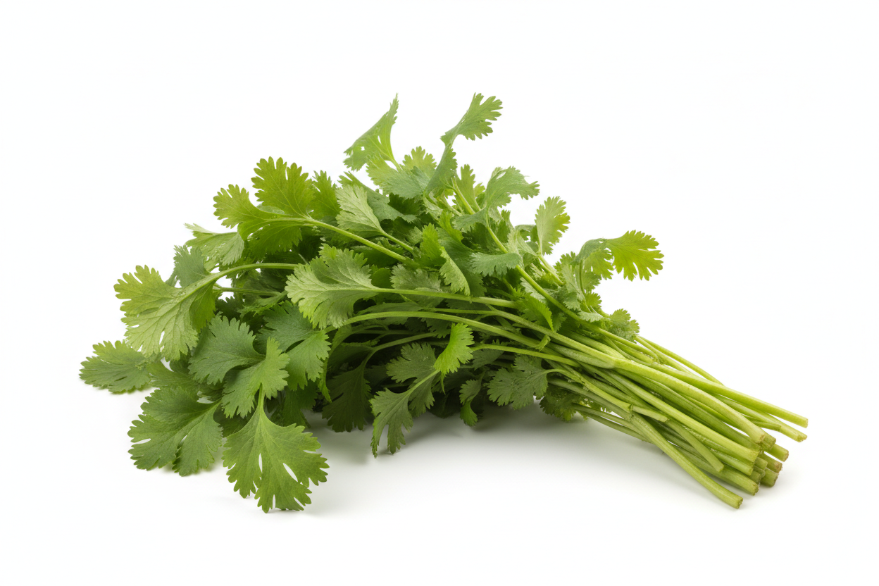 Fresh Coriander Bunch