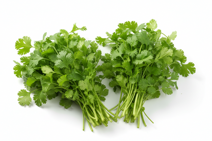 Fresh Coriander Bunch